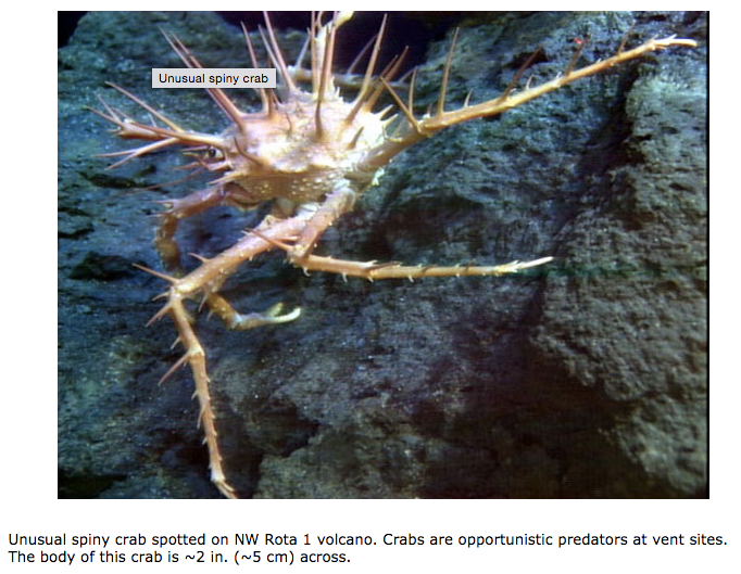 A spiney crab